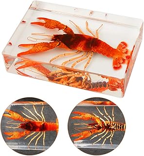 FHUILI Crayfish Specimen - Real Resin Crayfish Embedded Specimen Teaching Resources Specimen Paperweight Taxidermy Shrimp Specimen Model for Biological Collectible, School Science Education and,A