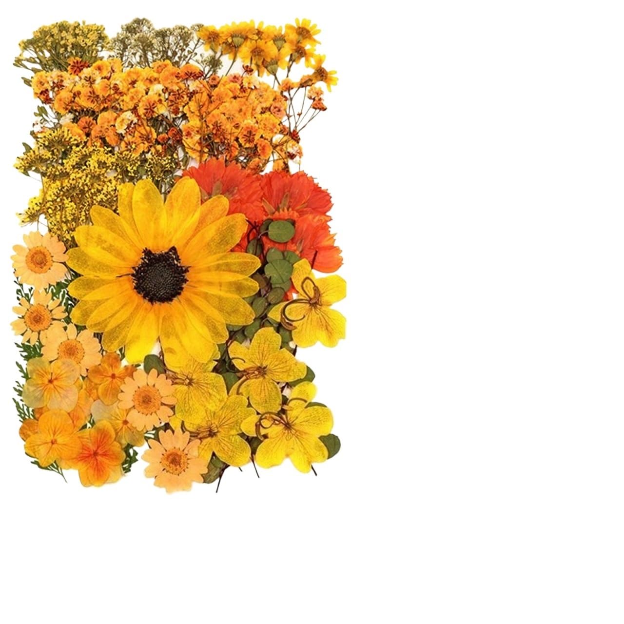 Fiori Pressati ed Essiccati Fiori pressati secchi misti