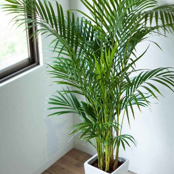 Palm tree (1 live plant) (B0C1WYSCHL) Amazon Price History, Amazon Price Tracker
