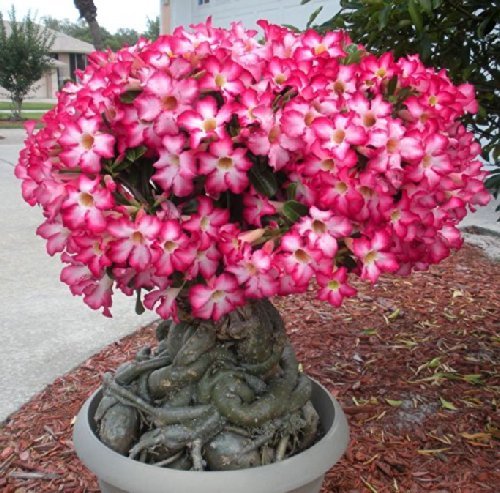 Desert Rose Adenium Obesum Bonsai Mixed Colors 10 Seeds