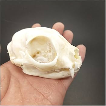 Amazon.co.jp: 樹脂猫頭の頭蓋骨モデル、本物の動物の頭蓋骨標本の剥製