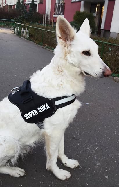 Foto 5 de 8 de Luminous Shop compatible con Julius-K9 - Adhesivo de autoadherente para arnés para perros