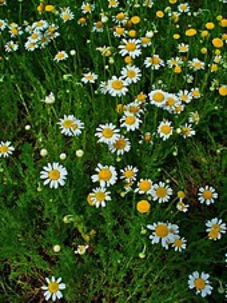 PLANTOGALLERY Herb Seeds | Chamomile Medicinal Plant Seeds For Planting in Home Garden (50 Seeds Pack) (B09BFXNV6F) Amazon Price History, Amazon Price Tracker