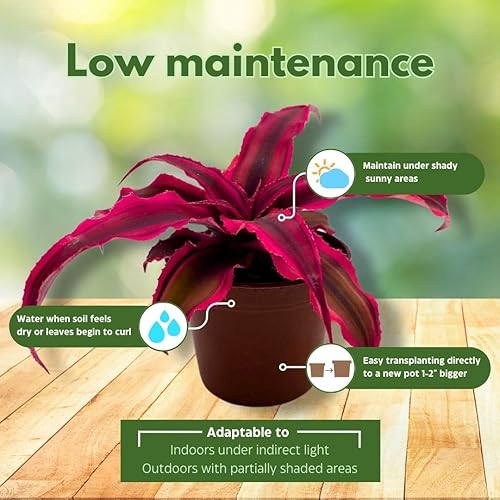 Miniatura 5 de BubbleBlooms Cryptanthus Bivittatus en una maceta de 2 pulgadas, pequeña planta pequeña de Pixie, rosa brillante