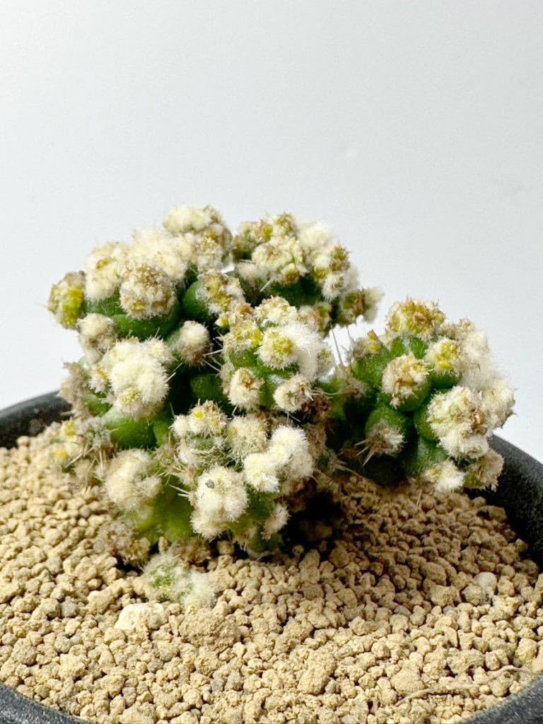 Amazon.co.jp: エキノカクタス 金鯱の泉 Echinocactus grusonii