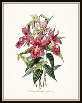 Amazon.com: Botanical Print Set of 4 Tropical Orchid Fine