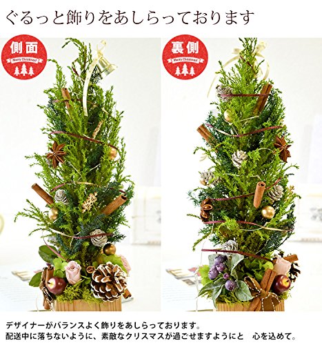 Amazon｜フラワーマーケット花由 プリザーブドの本物コニファーの 