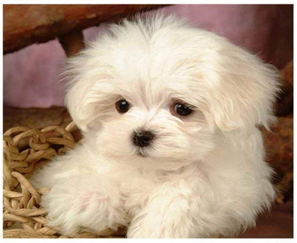 Amazon.co.jp: クロスステッチ 刺しゅうキット 初心者マルチーズ犬 DIY  