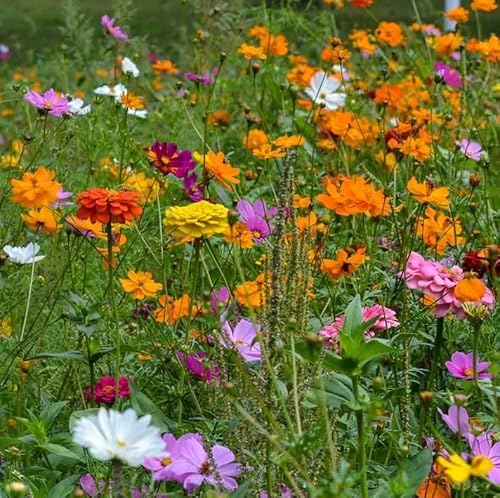 Mix Cosmos Bipinnatus Flower Seeds - Garden Cosmos Mexican Aster 11 Colors Non-Gmo | Organic | Heirloom (10G) #TOP3
