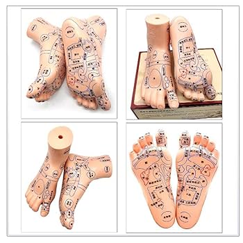 Amazon.co.jp: 足の鍼治療モデル - 人間の足のツボモデル - 19cm