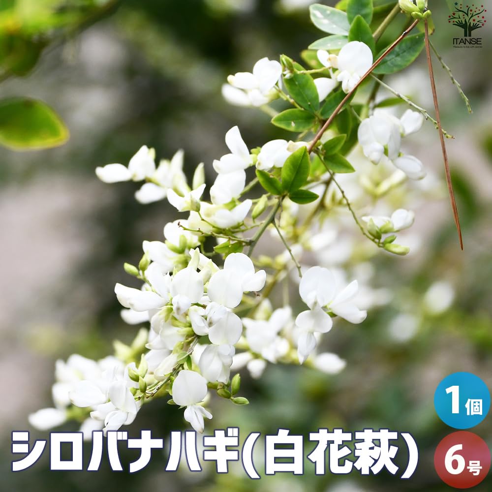 Amazon.co.jp: ITANSE 白花萩(シロバナハギ) 6号 1個売り