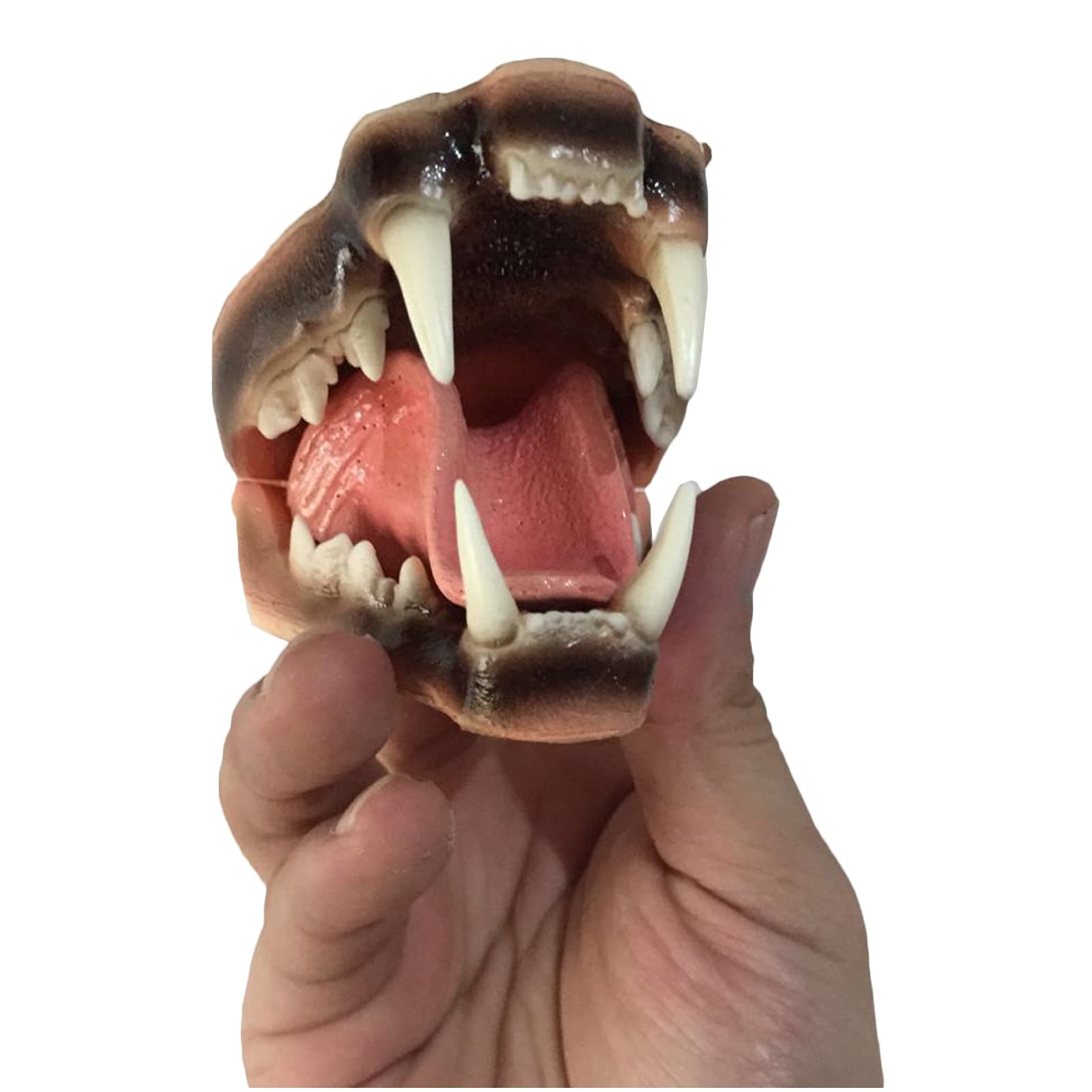 Amazon.co.jp: 猫の歯モデル - 猫科の動物の歯科モデル - 猫科の動物の