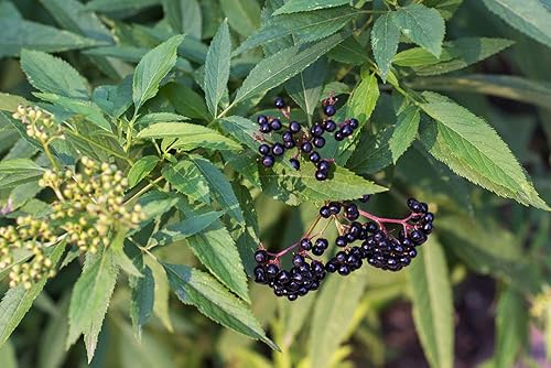Miniatura 2 de 4 esquejes frescos de saúco con rodamientos negros para cultivar – Cultiva 4 plantas de árbol de saúco – Valoradas por su fruta saludable