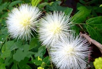 100 Mimosa Silk Tree Seeds Albizia Julibrissin Drought Tolerant Flowering Trees - White Alba