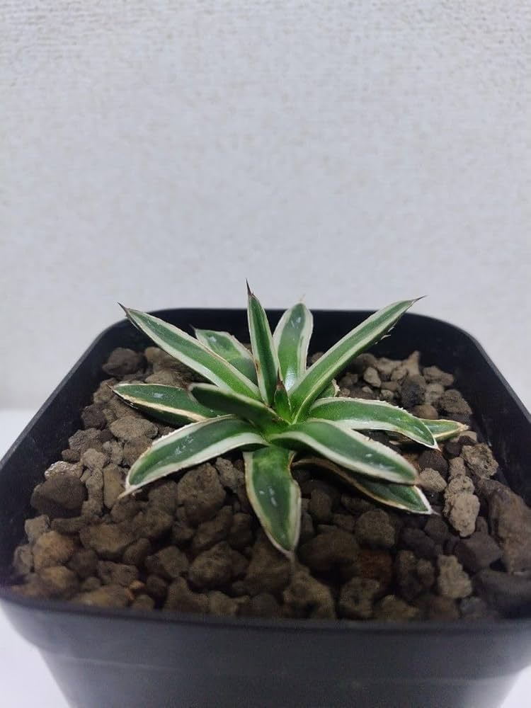 Amazon｜アガベ氷山子株 Agave 笹の雪 多肉植物 特選 チタノタ｜観葉