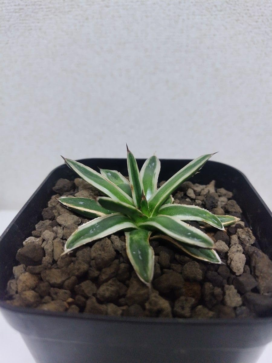 Amazon|アガベ氷山子株 Agave 笹の雪 多肉植物 特選 チタノタ|観葉 Amazon|アガベ氷山子株 Agave 笹の雪 多肉植物 特選 チタノタ|観葉