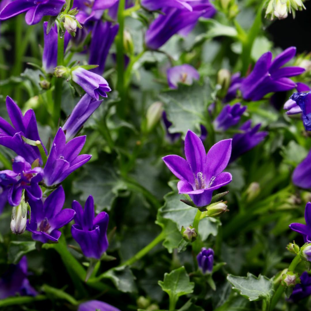 Campanula pers. 'Coerulea' | 24 pezzi - 10-25cm - Ø9cm - Pianta da giardino