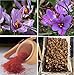 Saffron Crocus 10 Bulbs - Rare Spice - Organic Crocus Sativus