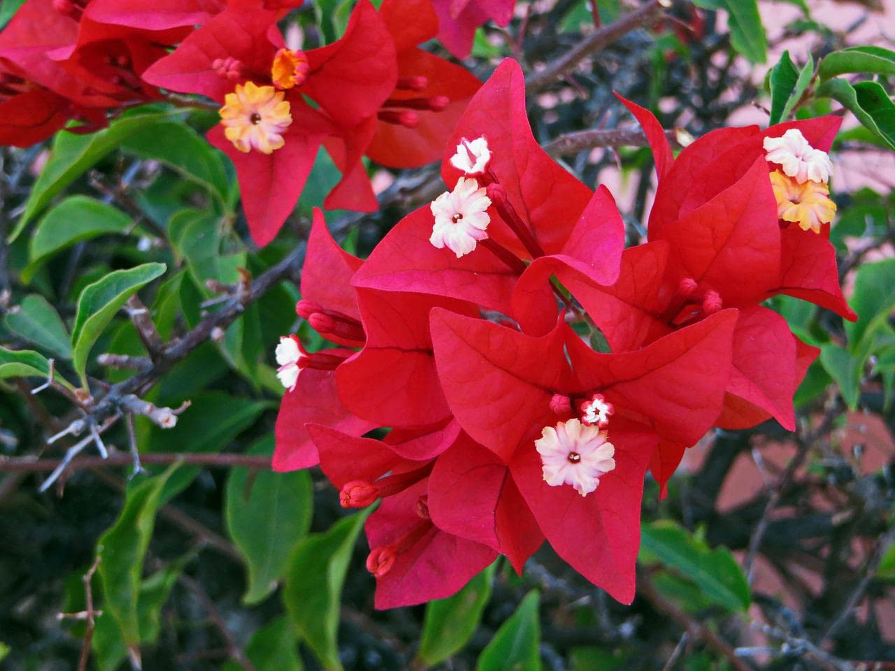 Athidhi Garden Beautiful Bougainvillea (Red) Paper Flower Live Plant (B0B5Y33VBW) Amazon Price History, Amazon Price Tracker