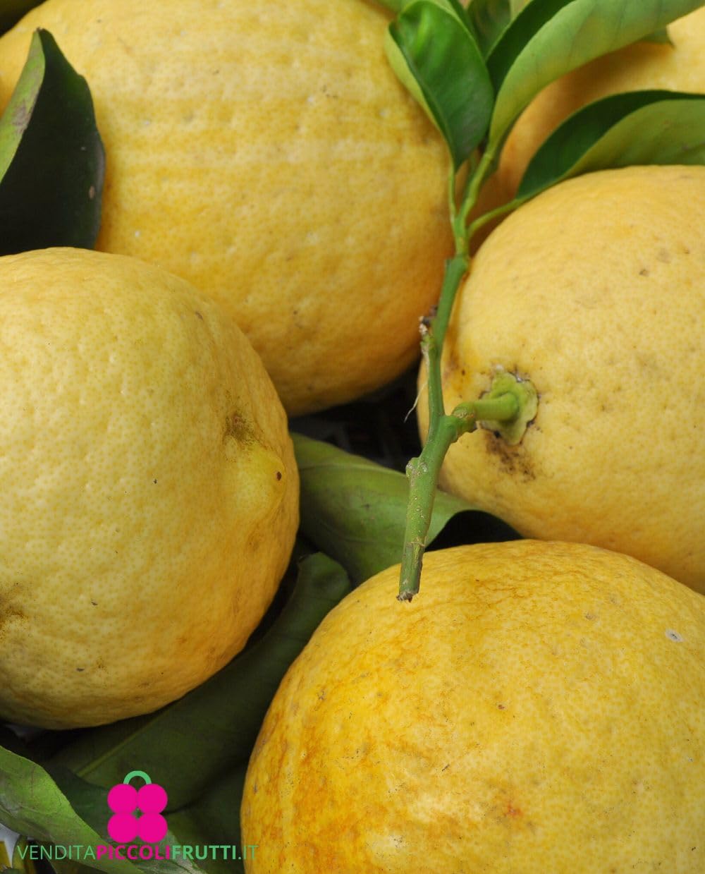 Pianta di LIPO o Limone Gigante Citrus Limon x Paradisi - in vaso: Ø 22 cm - H. 60/70 cm