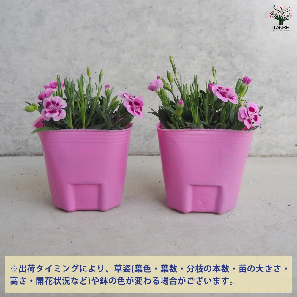 Amazon.co.jp: ITANSE ダイアンサス ピンクキッス 9cm 3個セット