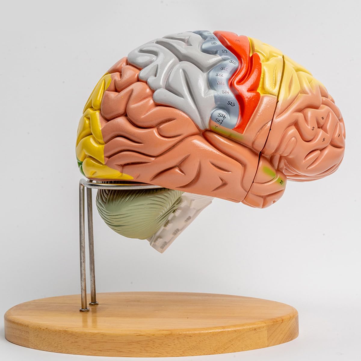Model anatomii mózgu – wyjmowany trzon mózgu i móżdżek pomoc dydaktyczna w psychologii medycznej i edukacji