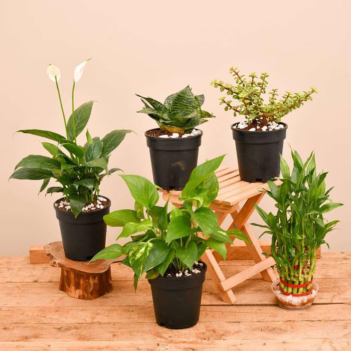 Mphmi Seedless Plant Top 5 Plants to Bring Goodluck, Peace Lily, 3 Layer Lucky Marble Chips Elephant bush, Sansevieria Money Plant, (B0CVVQVZD9) Amazon Price History, Amazon Price Tracker