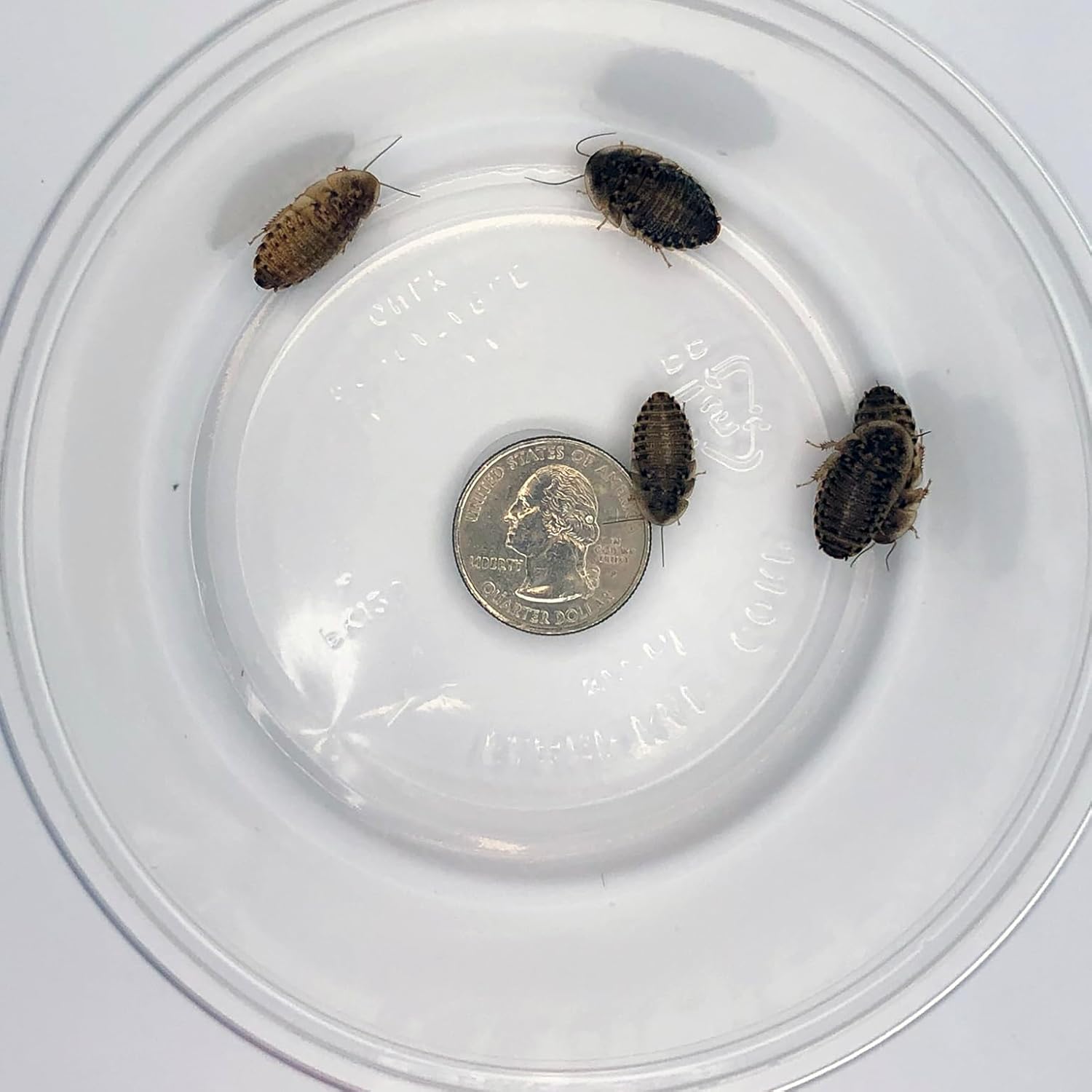 400 ct Medium Dubia Roaches | 1/2-3/4 Inch | Live Arrival Guaranteed | Shipped in Mesh Bag