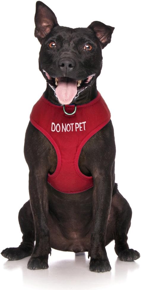 Dexil Limited DO NOT PET Red Colour Coded Non-Pull Front and Back D Ring Padded and Waterproof Vest Dog Harness PREVENTS Accidents By Warning Others Of Your Dog In Advance (M)