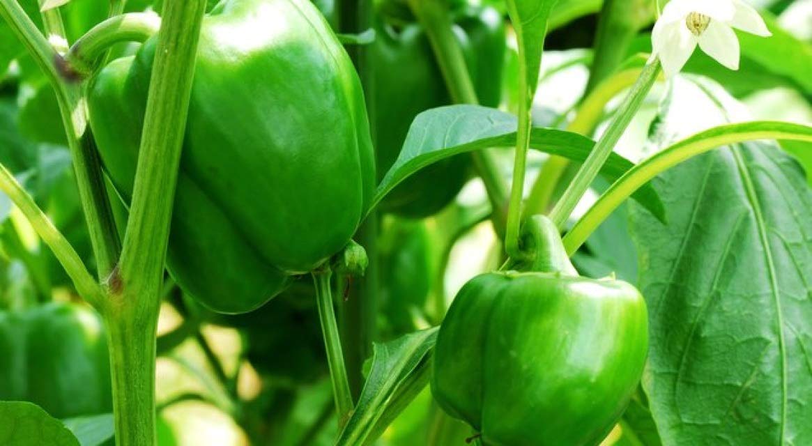 Emerald Giant Sweet Pepper - 20 Seeds