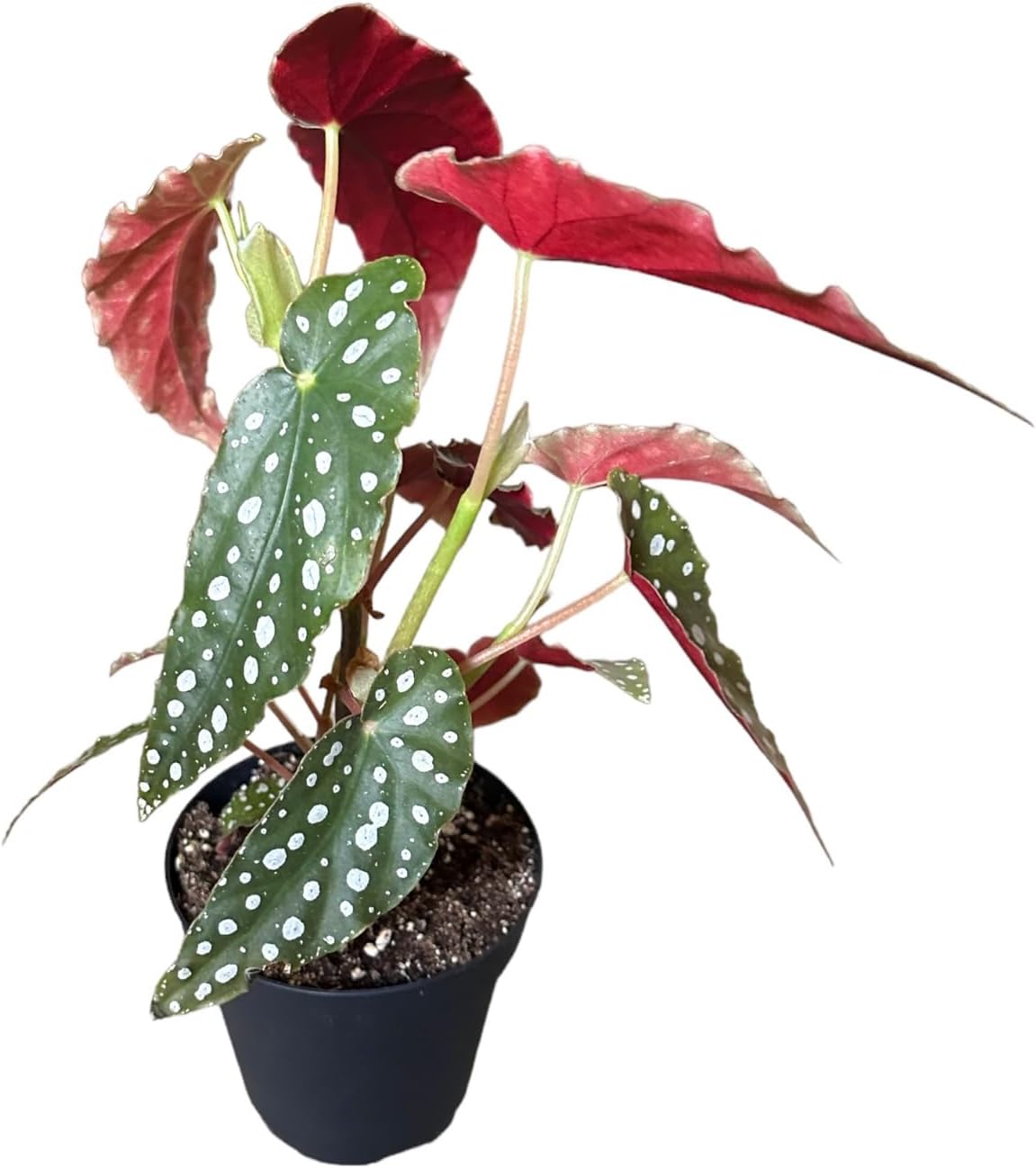 Live Indoor Trending tropicals Begonia Maculata Plant