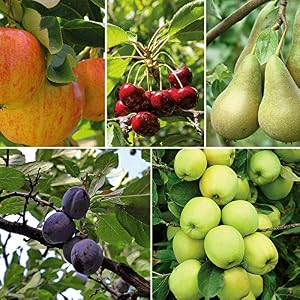 Potted Mini Fruit Tree Collection, ...