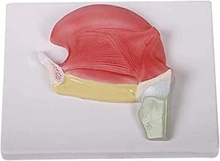 Study Model Tongue Muscle Anatomical Model - Human Organs Anatomical Model Tongue Organ Model - Scientific Anatomical Human Model - for Study Display Teaching Medical Model SaiFei