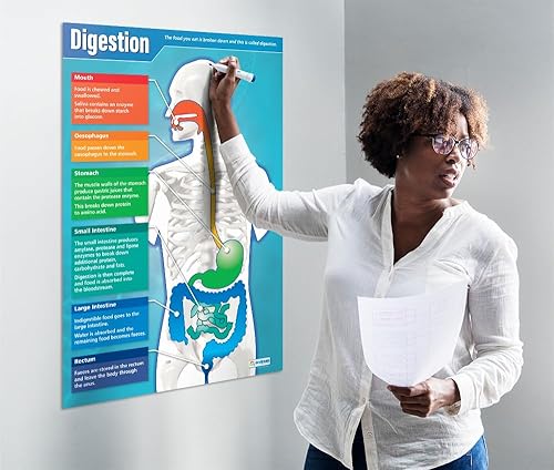 Miniatura 3 de Daydream Education Póster de ciencia de la digestión – Papel brillante – FORMATO GRANDE 33 x 23.5 pulgadas – Decoración de aula STEM – Tablas de