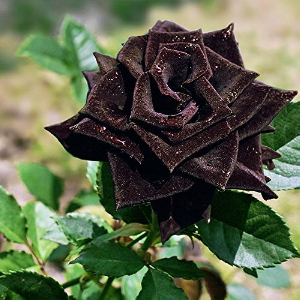 Black rose tree plant original pack of 1 with flower (B0CNSV5BZR) Amazon Price History, Amazon Price Tracker