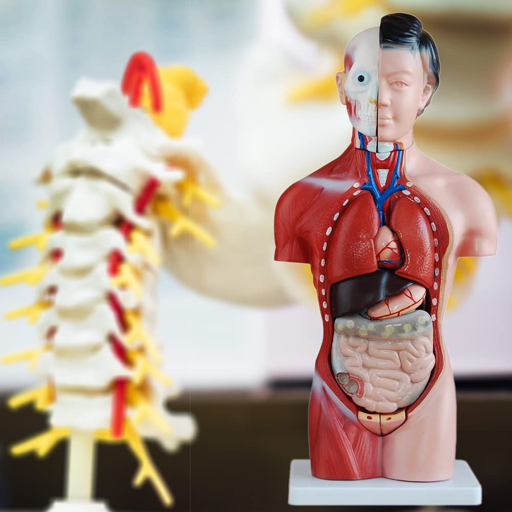 Modèle Anatomique Torse MedMod 45 cm, Corps Humain détaillé en PVC avec Organes Amovibles pour l’école, Les études et la Formation en Anatomie, modèle pédagogique
