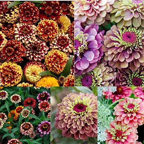 Zinnia Flower Seeds 200+ Mixed Colors Annual Reds Pinks Multi Varities Zinnia Seeds