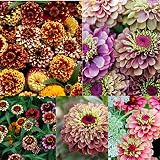 Zinnia Flower Seeds 200+ Mixed Colors Annual Reds Pinks Multi Varities Zinnia Seeds