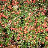 25 Stück Cotoneaster dammeri 'Coral Beauty' - Teppichmispel - Kriechmispel 'Coral Beauty' Bodendecker im Topf 20 - 30 cm
