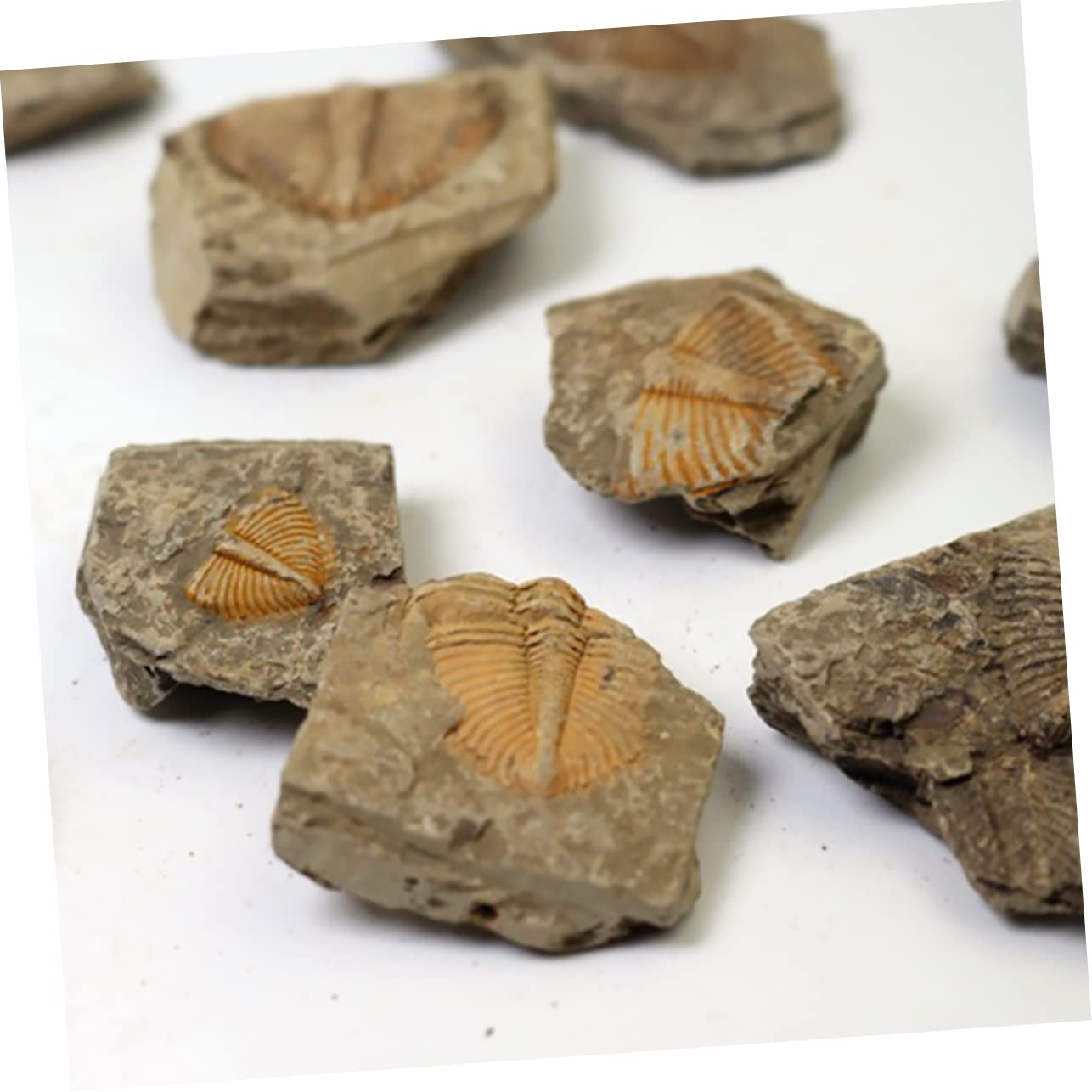 Garneck Campione di Trilobite Naturale 2 Pezzi, Ornamento da Scrivania Educativo per Ragazzo Ragazza, Materiale Didattico Paleontologico per Collezione e Decorazione Casa