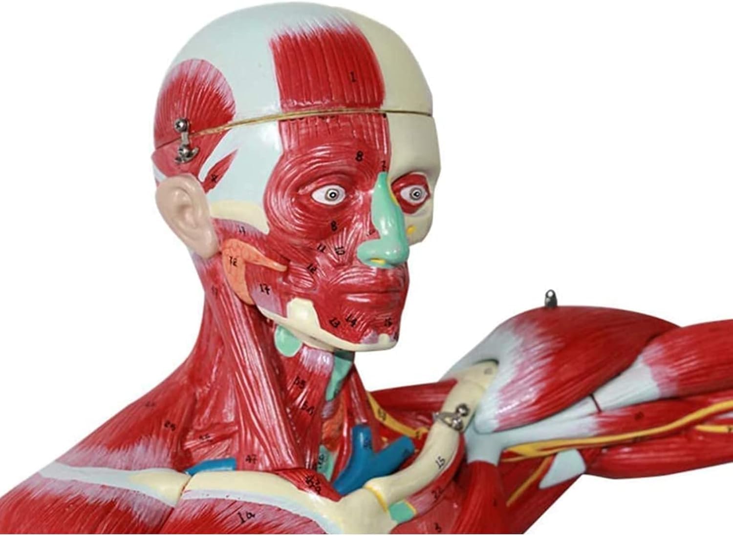 Model Ludzkiej Anatomii Mięśniowej Wyjmowanej Anatomii Ludzkiej (z Narządami Wewnętrznymi) Dla Materiałów Edukacyjnych Medycznych