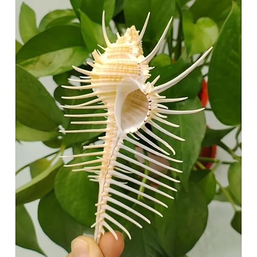 Natural Murex Pecten Seashell, Venus Comb Murex Snail Shell for Marine Sea Decor, Fish Tank Ornament Accent for Aquarium Landscaping, DIY Home Craft Furnishing and Coastal Display (12cm)