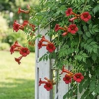 Vista 4 de Semillas de vid de trompeta de colibrí rojo oscuro Colibríes resistentes Love It jocad (20 semillas)