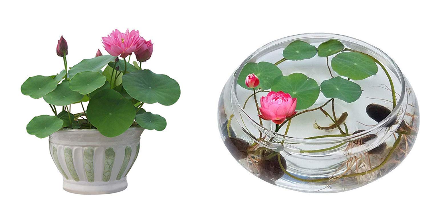 See full amazon price history chart for All Season Mini Lotus Flower Seeds/Grow indoor or Outdoor Both - 20 Seeds All Season Mini Lotus Flower Seeds/Grow indoor or Outdoor Both - 20 Seeds (B08T9Y1BVH) Amazon Price History, Amazon Price Tracker