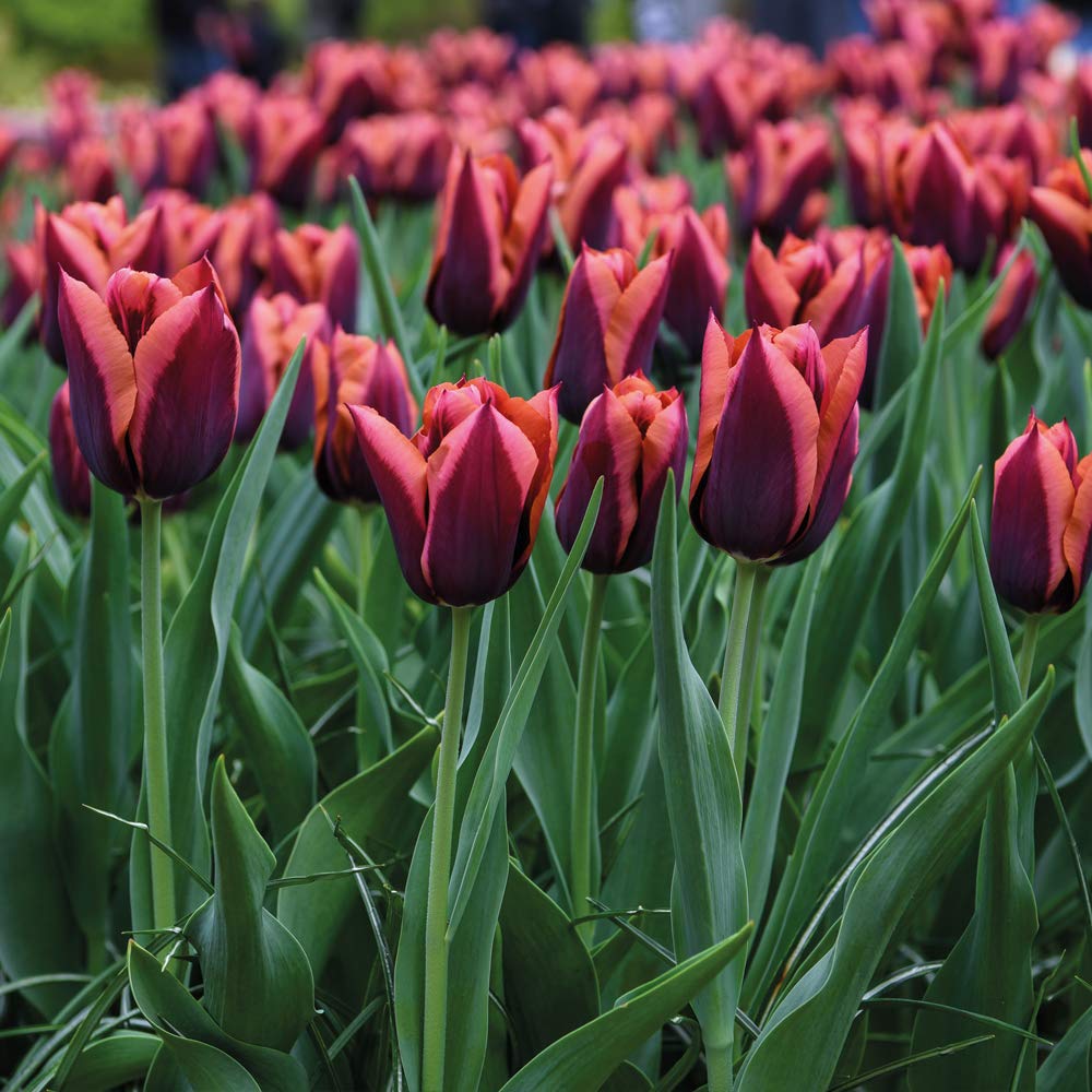 Tulip Slawa Garden Plant Hardy Bulb Flowering Garden Plants Easy to Grow Your Own 8X Bulbs by Thompson and Morgan