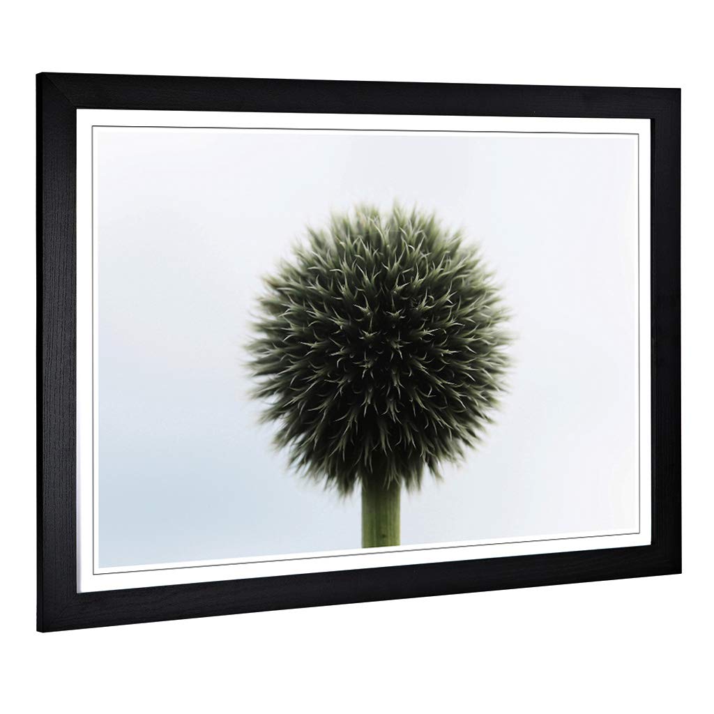 Big Box Art Framed Print of Flower Globe Thistle (3) Design | Wall Art Picture | Home Decor for Kitchen, Living, Dining Room, Bedroom, Hallway, Office, Black, A2 / 24.5x18 Inch / 62x45cm