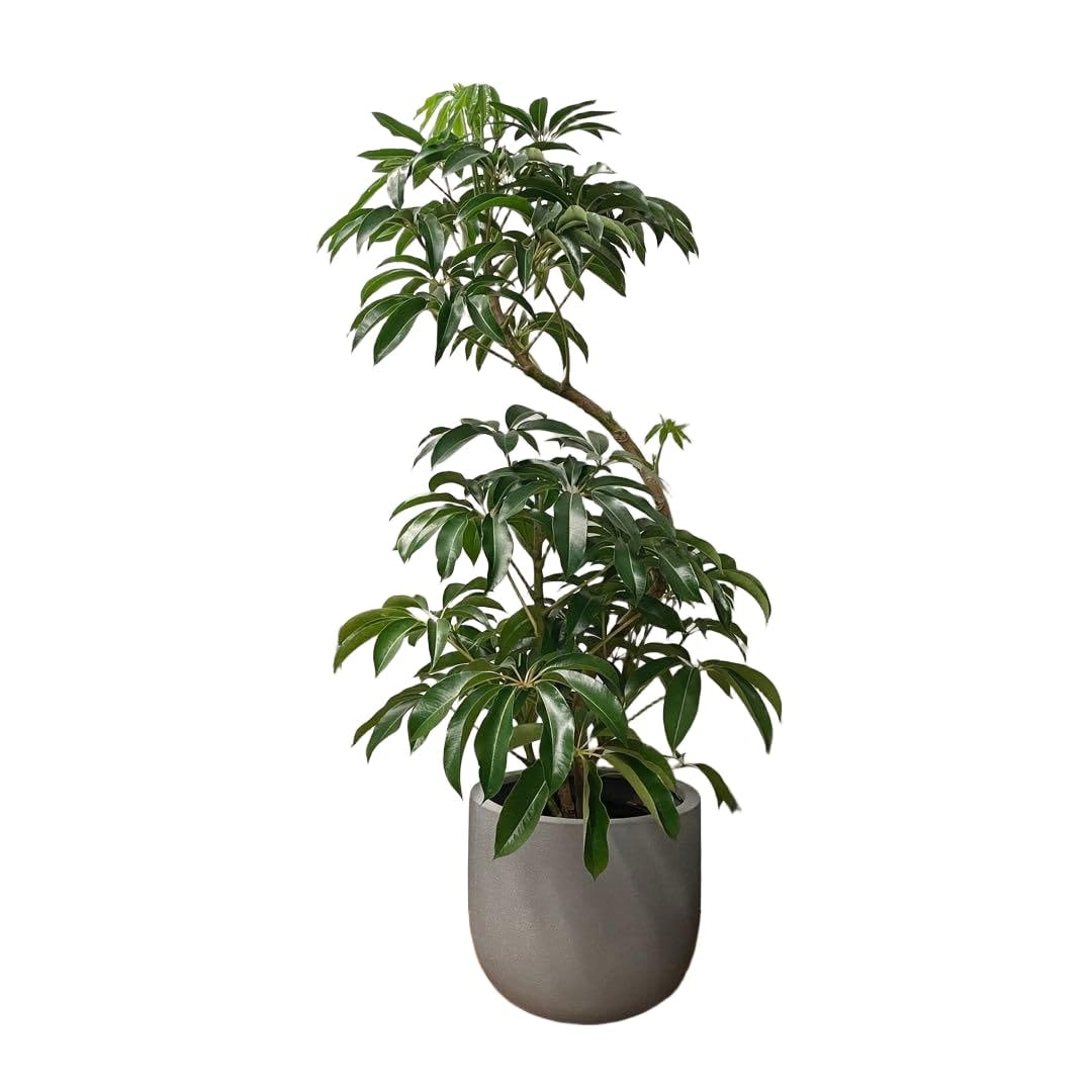 観葉植物 ツピタンサス 180cm Amazon｜観葉植物 ツピタンサス 180cm｜観葉植物 オンライン通販