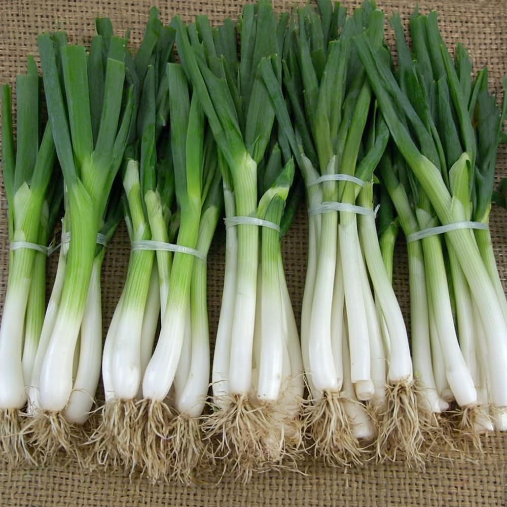Onion Spring Katana F1 Seeds β Long Season Plants, Slow to Bolt β RHS Award of Garden Merit β for Your Beautiful Kitchen Garden