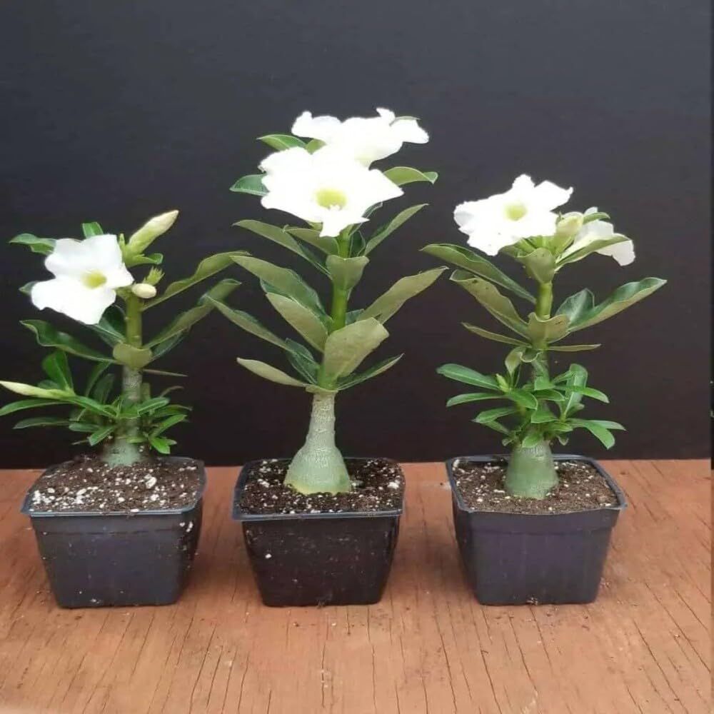 See full amazon price history chart for Cloud Farm Bonsai Air Layered Adenium/Desert Roses Live Flower Plant,1 Healthy Live Decorative Flowering Plant, 1Ft Height in Nursery Grow Bag for Home Garden CF_20655 Cloud Farm Bonsai Air Layered Adenium/Desert Roses Live Flower Plant,1 Healthy Live Decorative Flowering Plant, 1Ft Height in Nursery Grow Bag for Home Garden CF_20655 (B0C8CSBLFC) Amazon Price History, Amazon Price Tracker