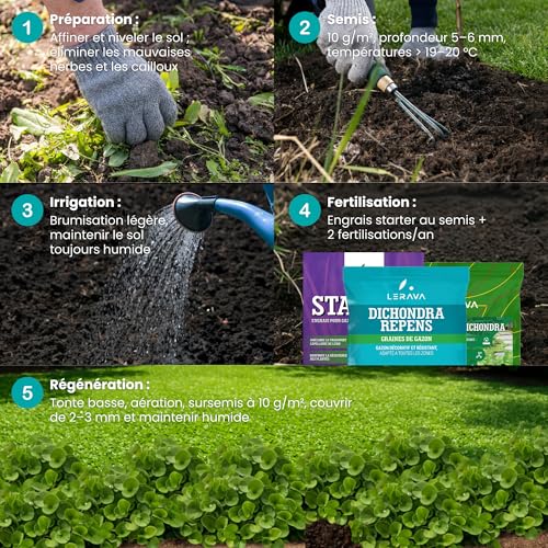 Dichondra repens LERAVA le gazon sans tonte résistant à la sécheresse